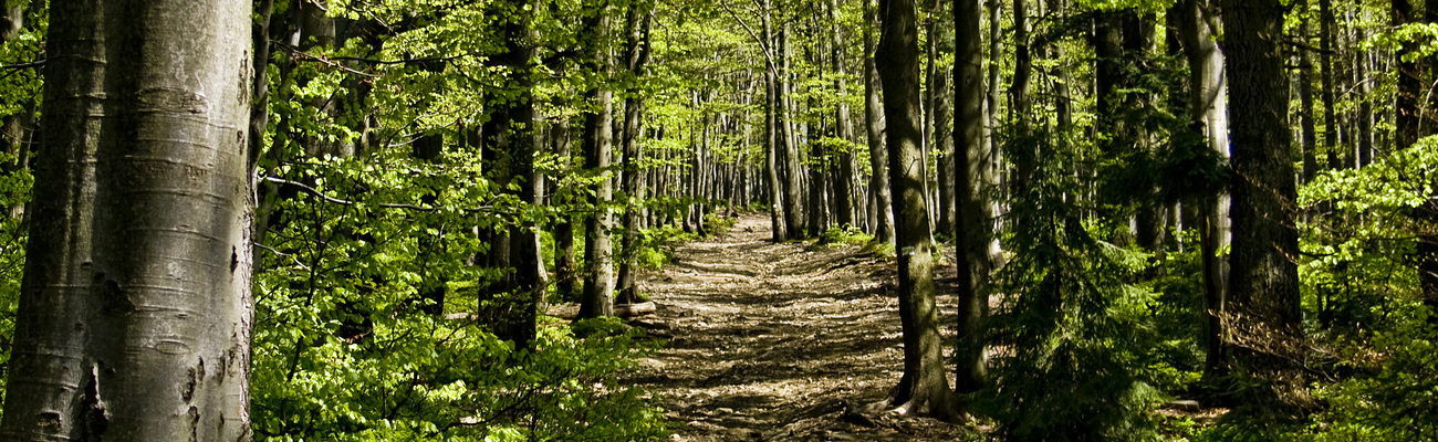 Freeimages.com1225133 33028697 in forest
